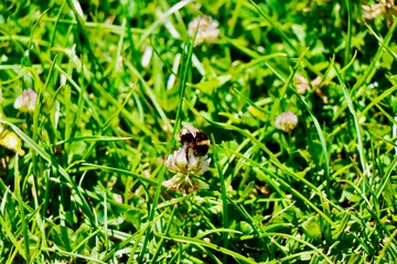 Bumble in the Grasslands