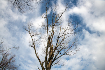 冬の公園の樹木