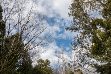 冬の公園の樹木