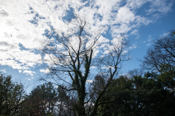 冬の公園の樹木
