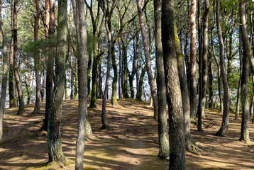 冬の公園の樹木