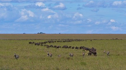 Wildebeest and Zebra Great Migration