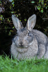 Fototapeta premium close up portrait of a grey rabbit hiding under the shade of green bushes in the park