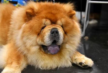 Obraz na płótnie Canvas Dog photo, Chow Chow Dog
