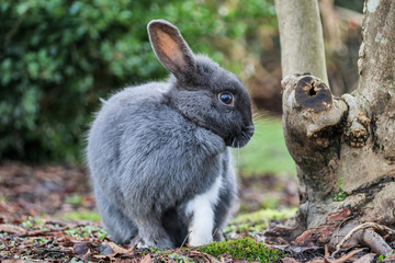 close up of a cute grey bunny with one white leg sitting beside a bush in the park cleaning its fur on the shoulder