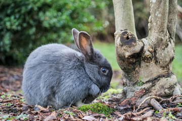 close up of a cute grey bunny with one white leg sitting beside a bush in the park licking its feet