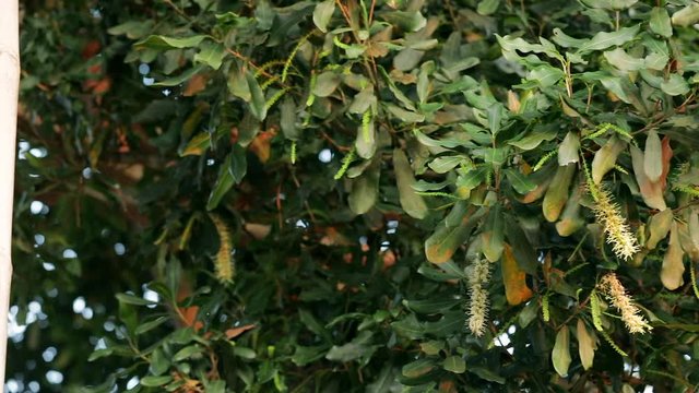 White color of macadamia nut flowers blossom on its tree in orchard