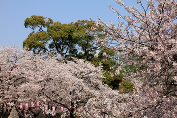 福岡中央公園の桜