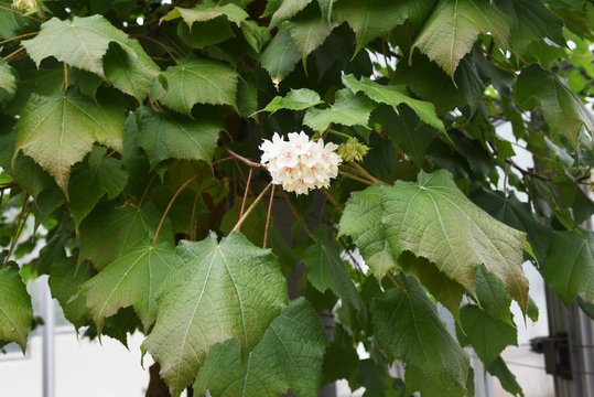 Dombeya tilliacea blooms pure and elegant aromatic white flowers native to South Africa.
