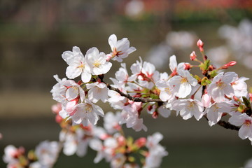 福岡中央公園の桜