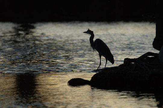 Blue Heron Silhouette