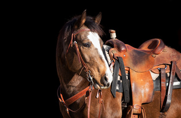 western horse black background