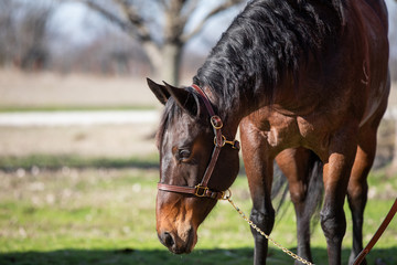 Fototapeta premium bay horse portrait