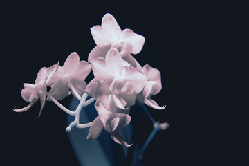 Orchid in invisible rays. Infrared Phalaenopsis flowers.