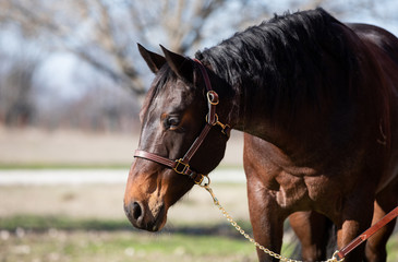 bay horse portrait