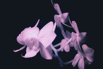 Fototapeta na wymiar Orchid in invisible rays. Infrared Phalaenopsis flowers.