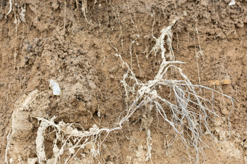 cross section of grass root and soil
