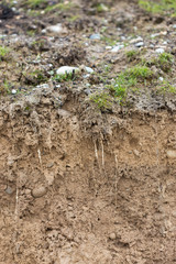 cross section of grass root and soil