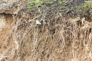 cross section of grass root and soil