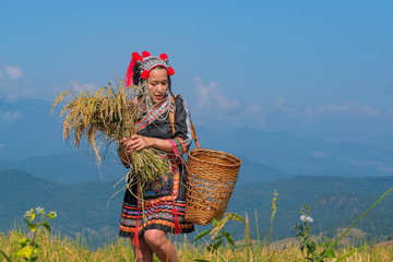 A beautiful farmer girl with straw in rice fields in northern Thailand