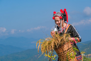 A beautiful farmer girl with straw in rice fields in northern Thailand