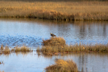 Greater yellowleg bird in grass with water at wildlife refuge