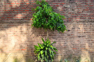 planta vista desde muro de ladrillo