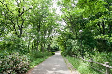 Fototapeta premium 舞岡公園（横浜市戸塚区）