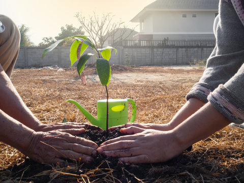    Hand of senior and young women are helping each other planting a tree and watering them to reducing the heat-island effect. Pay it forward by mentoring the next generation concept.