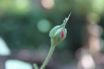 Rose bud