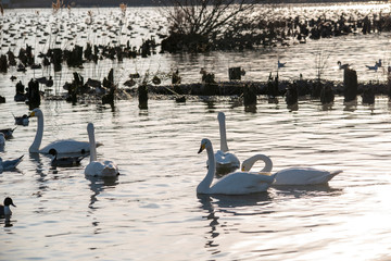 Fototapeta premium Swan
