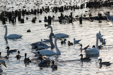Fototapeta premium Swan