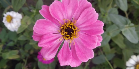 Obraz premium bee on flower