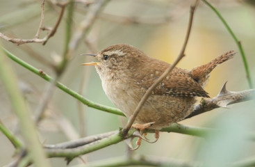 A beautiful singing Wren, Troglodytes troglodytes, perching in a thorn bush.