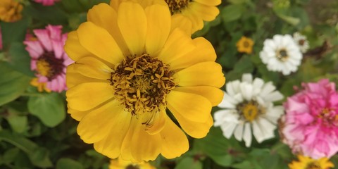 flowers in the garden