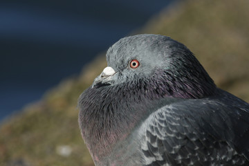 A head shot of a stunning Feral Pigeon or Rock Dove, Columba livia,.