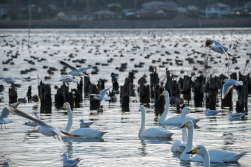 Obraz premium Swan