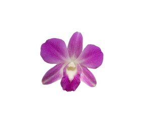 Orchids on isolated white background
