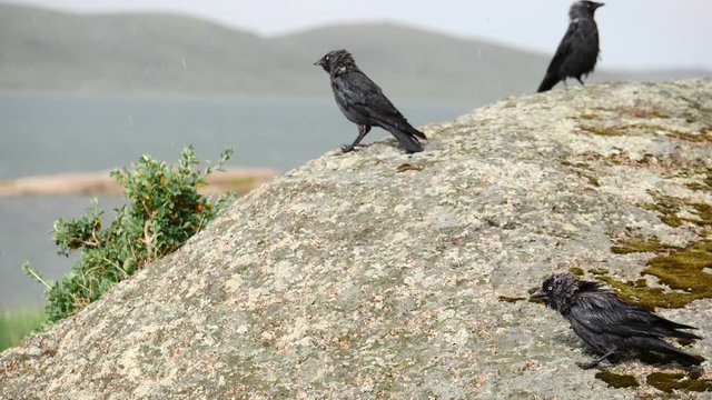 birds jackdaws in the rain slow motion 