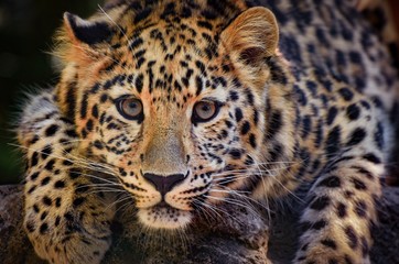 Close-Up Portrait Of Leopard
