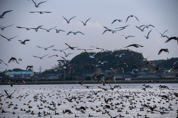 Swan