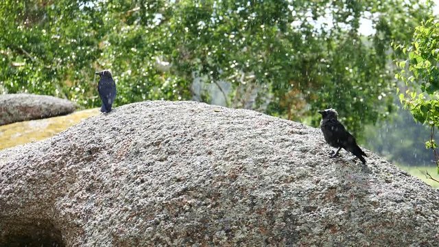 birds jackdaws in the rain slow motion 