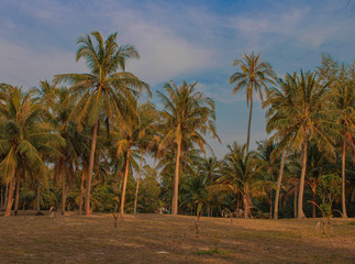 Fototapeta na wymiar Palm trees at sunset with soft light and blue sky 
