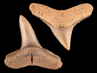 Fossil requiem shark teeth, upper and lower, Carcharhinus sp cEC 2020 © Ernie Cooper