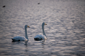 Swan