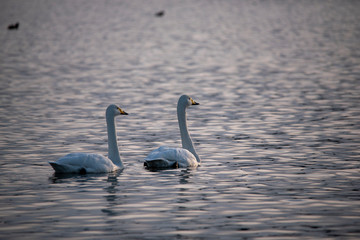 Swan