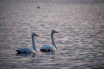 Swan