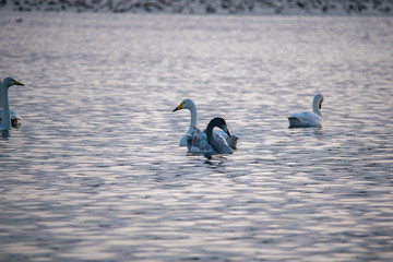 Fototapeta premium animal Swan