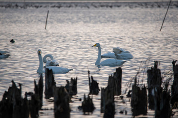 animal   Swan