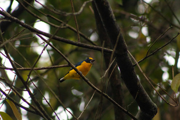 Amarillo cantor